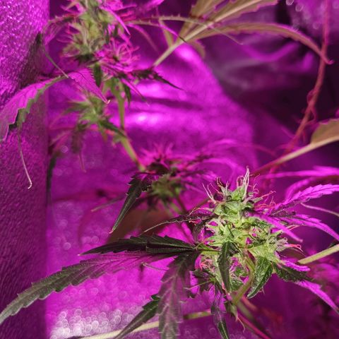 Auto Speed Bud#1 growlog timeline photo
