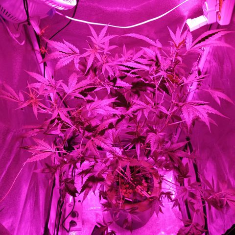 Auto Speed Bud#1 growlog timeline photo
