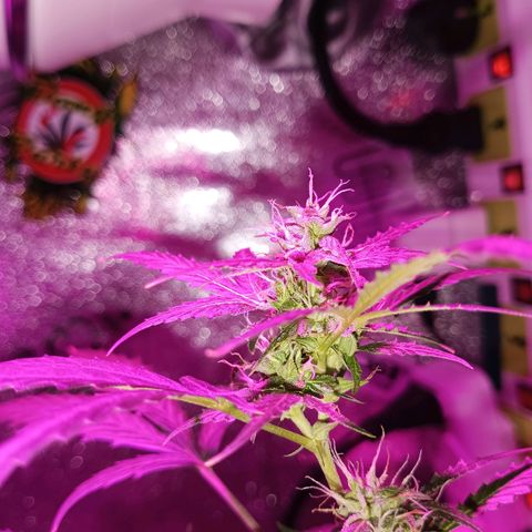 Auto Speed Bud#1 growlog timeline photo
