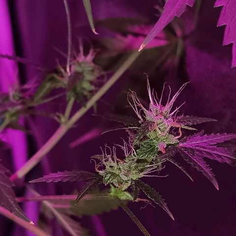 Auto Speed Bud#1 growlog timeline photo
