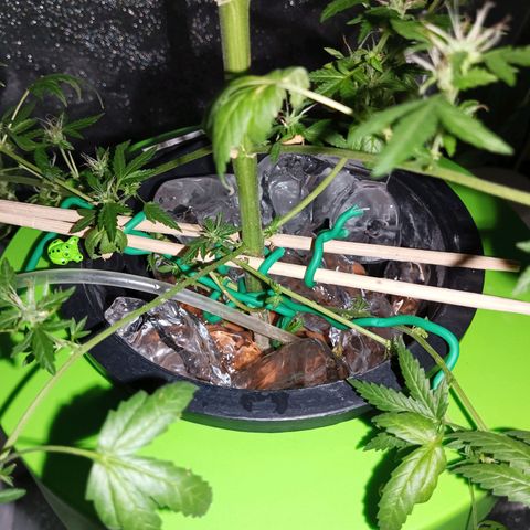 Auto Speed Bud#1 growlog timeline photo