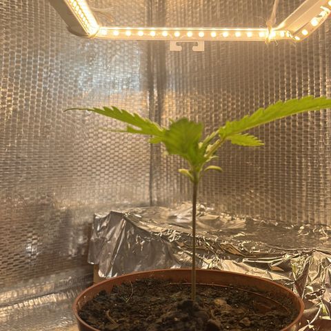 Brasilia Moonshine growlog timeline photo