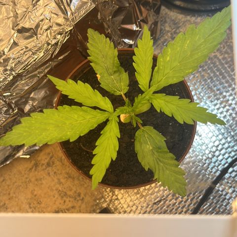 Brasilia Moonshine growlog timeline photo