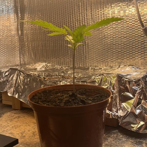 Brasilia Moonshine growlog timeline photo