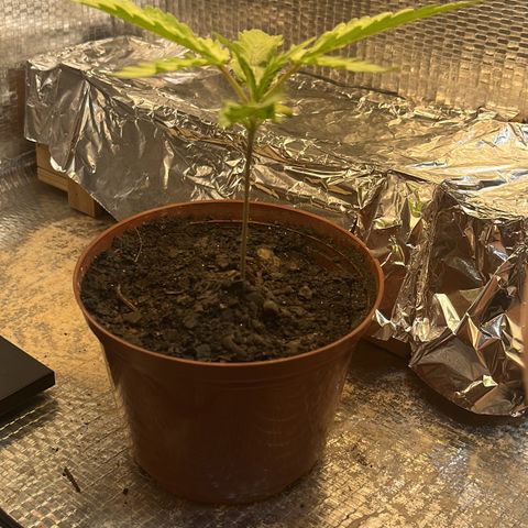 Brasilia Moonshine growlog timeline photo