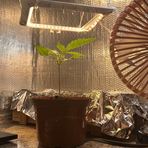 Brasilia Moonshine growlog timeline photo