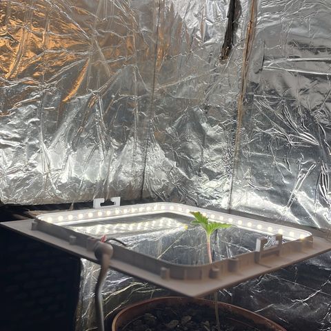 Brasilia Moonshine growlog timeline photo