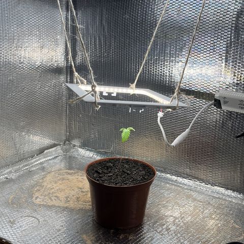 Brasilia Moonshine growlog timeline photo