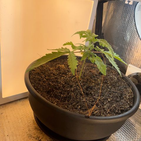 Brasilia Moonshine growlog timeline photo
