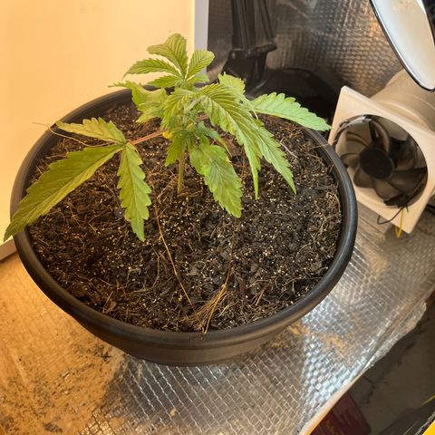 Brasilia Moonshine growlog timeline photo