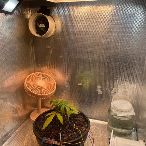 Brasilia Moonshine growlog photo: New light position