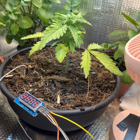 Brasilia Moonshine growlog timeline photo
