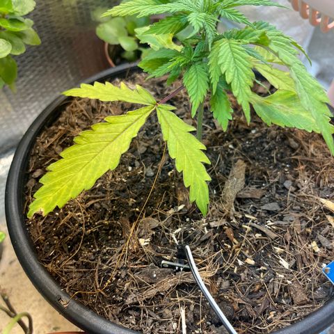 Brasilia Moonshine growlog timeline photo