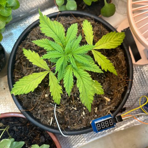Brasilia Moonshine growlog timeline photo