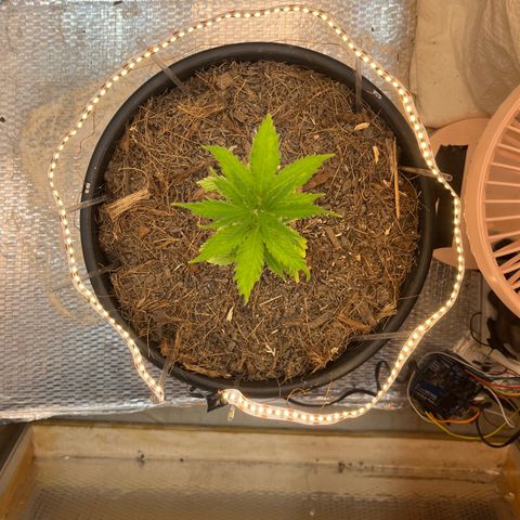 Brasilia Moonshine growlog photo: Circle lights