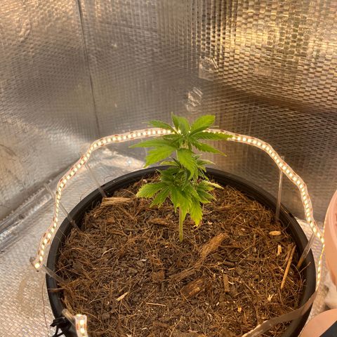 Brasilia Moonshine growlog photo: Circle lights