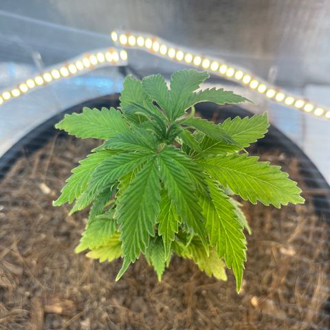 Brasilia Moonshine growlog timeline photo