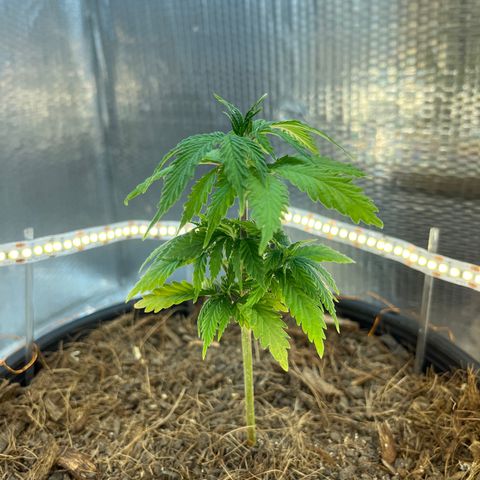 Brasilia Moonshine growlog timeline photo