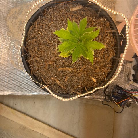 Brasilia Moonshine growlog timeline photo