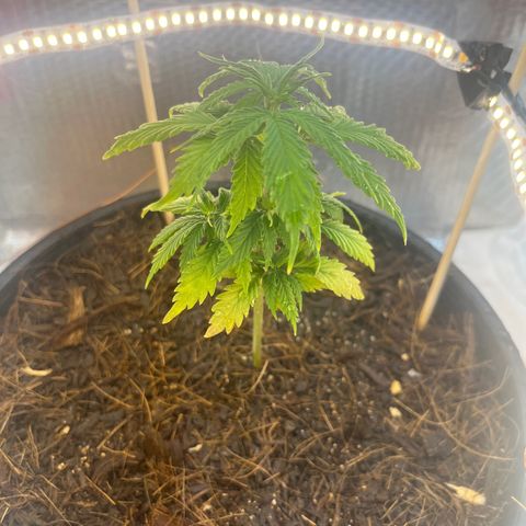 Brasilia Moonshine growlog timeline photo