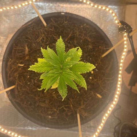 Brasilia Moonshine growlog timeline photo