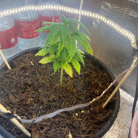 Brasilia Moonshine growlog timeline photo