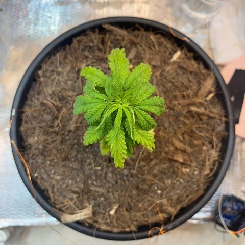 Brasilia Moonshine growlog timeline photo
