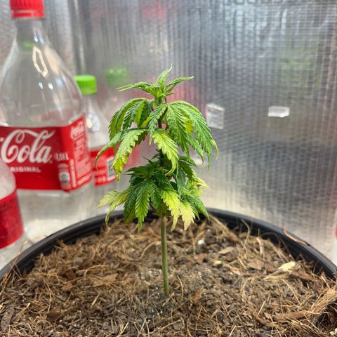 Brasilia Moonshine growlog timeline photo