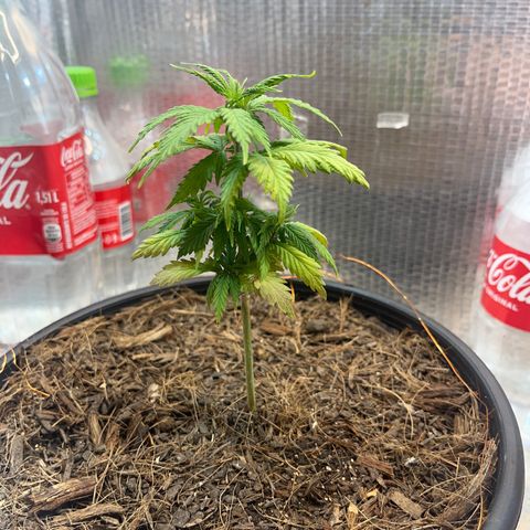 Brasilia Moonshine growlog photo: Reduced light + After Foliar Nuts and Water