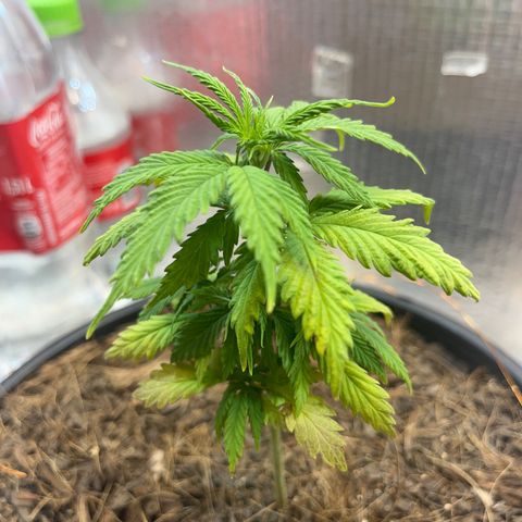 Brasilia Moonshine growlog photo: Reduced light + After Foliar Nuts and Water