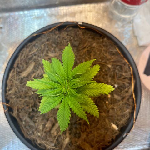 Brasilia Moonshine growlog photo: Reduced light + After Foliar Nuts and Water