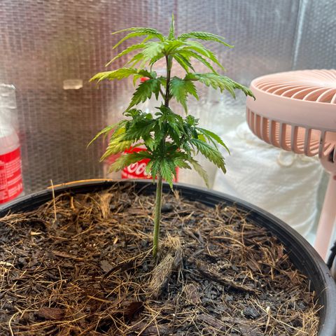 Brasilia Moonshine growlog timeline photo