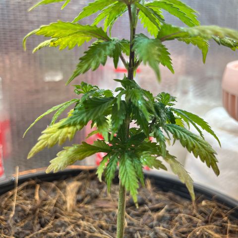 Brasilia Moonshine growlog timeline photo