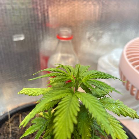 Brasilia Moonshine growlog timeline photo