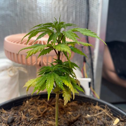 Brasilia Moonshine growlog timeline photo
