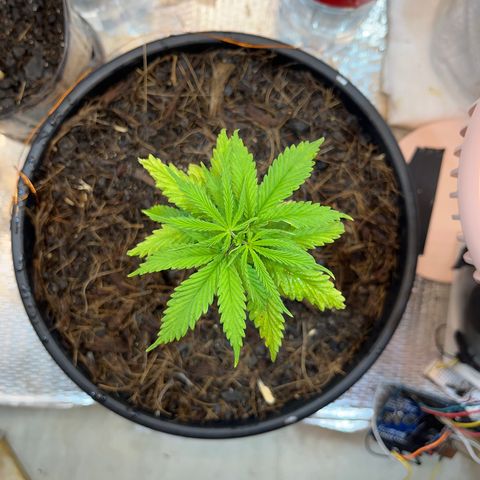 Brasilia Moonshine growlog timeline photo