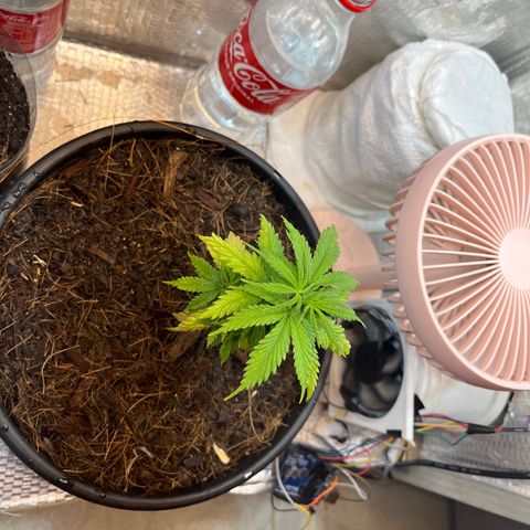 Brasilia Moonshine growlog timeline photo
