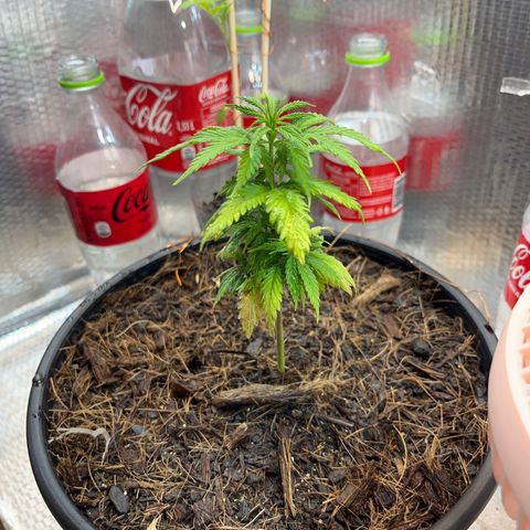 Brasilia Moonshine growlog timeline photo
