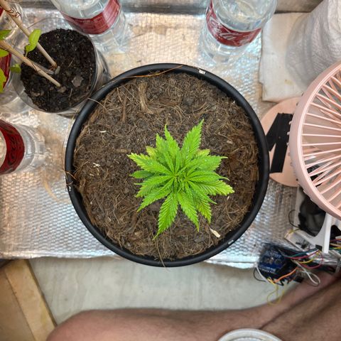 Brasilia Moonshine growlog timeline photo