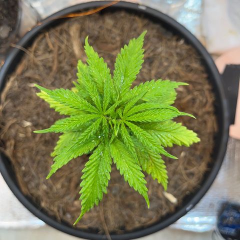 Brasilia Moonshine growlog timeline photo