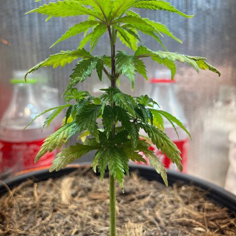 Brasilia Moonshine growlog timeline photo