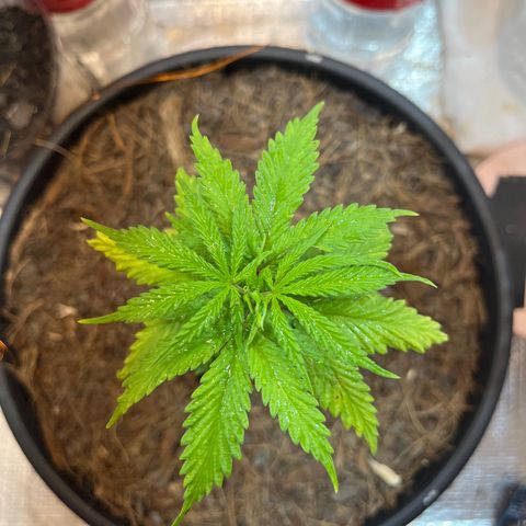 Brasilia Moonshine growlog timeline photo