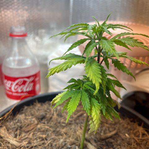 Brasilia Moonshine growlog timeline photo
