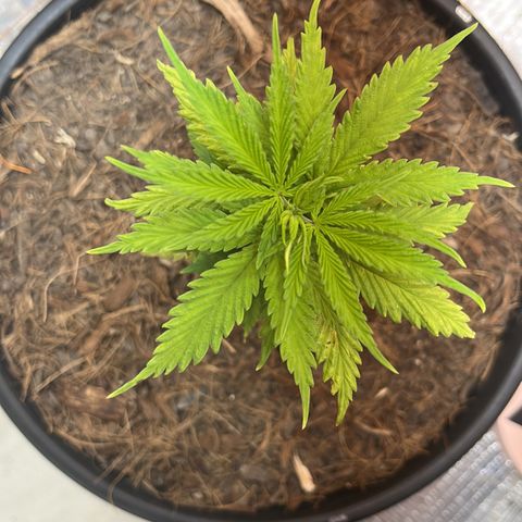 Brasilia Moonshine growlog timeline photo