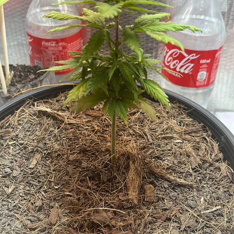 Brasilia Moonshine growlog timeline photo