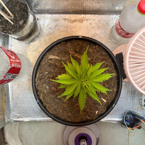 Brasilia Moonshine growlog photo: Dark edges bright edges starting to form, maybe foliar overfeeding