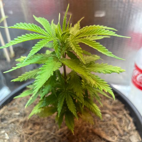 Brasilia Moonshine growlog photo: Dark edges bright edges starting to form, maybe foliar overfeeding
