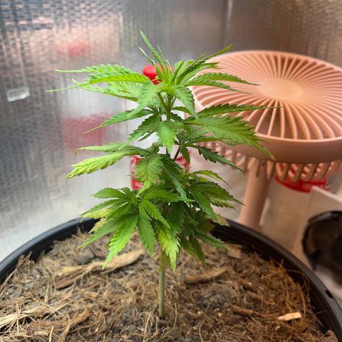 Brasilia Moonshine growlog photo: Dark edges bright edges starting to form, maybe foliar overfeeding