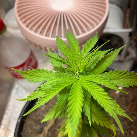 Brasilia Moonshine growlog photo: Dark edges bright edges starting to form, maybe foliar overfeeding