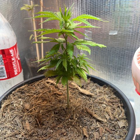 Brasilia Moonshine growlog photo: Dark edges bright edges starting to form, maybe foliar overfeeding